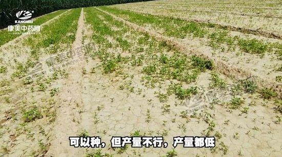 安國北跑藥廠最新招聘啟事，安國北跑藥廠最新招聘啟事，職位空缺及申請指南