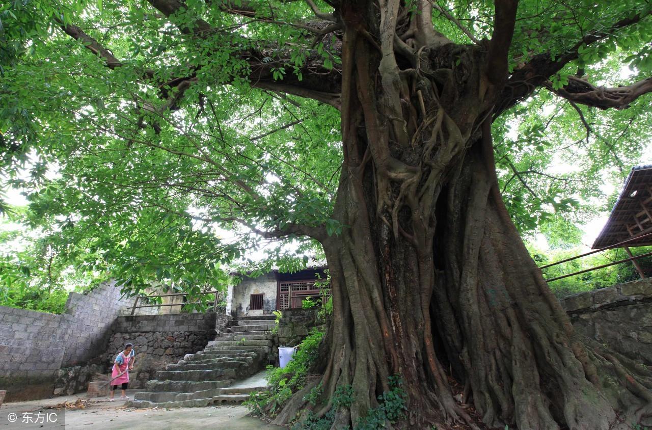 夏津四季城最新價格動態(tài)分析，夏津四季城最新價格動態(tài)解析報告