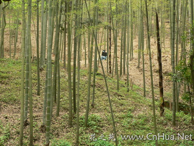 毛竹最新報價，深度解析市場趨勢與價格動態(tài)（深度好文），毛竹最新報價及市場趨勢深度解析