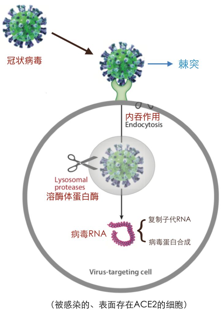 最新分離毒株，科學(xué)研究的挑戰(zhàn)與機遇，最新分離毒株，科學(xué)研究的挑戰(zhàn)與機遇探索