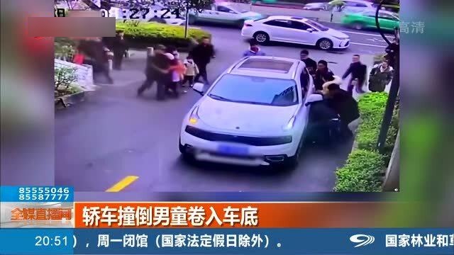 四川一小熊貓疑被車輛撞倒，悲劇背后的反思與呼喚保護意識的覺醒，四川小熊貓被撞悲劇引發(fā)反思，呼喚保護意識的覺醒