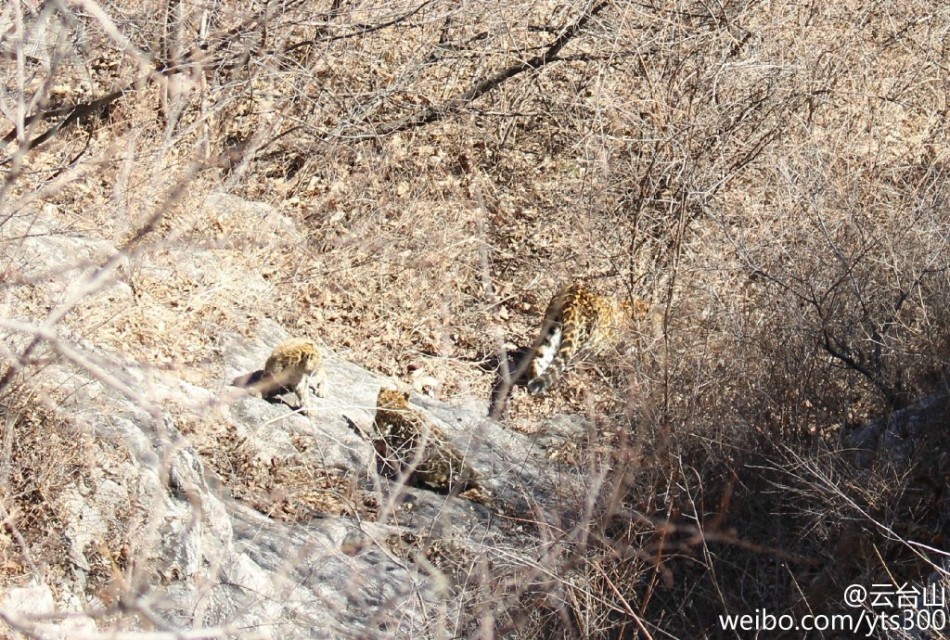 四不像正版與正版四不像，探究正版內(nèi)容的多元形態(tài)與版權(quán)保護(hù)的重要性，正版內(nèi)容的多元形態(tài)與版權(quán)保護(hù)的重要性探究，四不像正版與正版四不像的探討