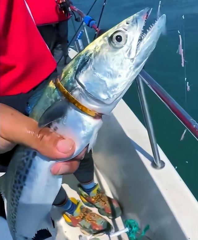 男子釣上一條自帶贖金的魚(yú)，引發(fā)社會(huì)熱議，男子釣獲帶贖金魚(yú)，引發(fā)社會(huì)廣泛關(guān)注