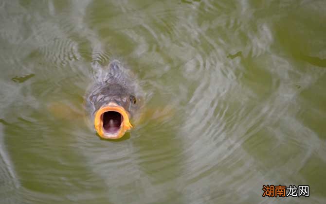 鯉魚吐口水之謎，探尋背后的原因與意義，鯉魚吐口水之謎，探尋背后的原因及其意義