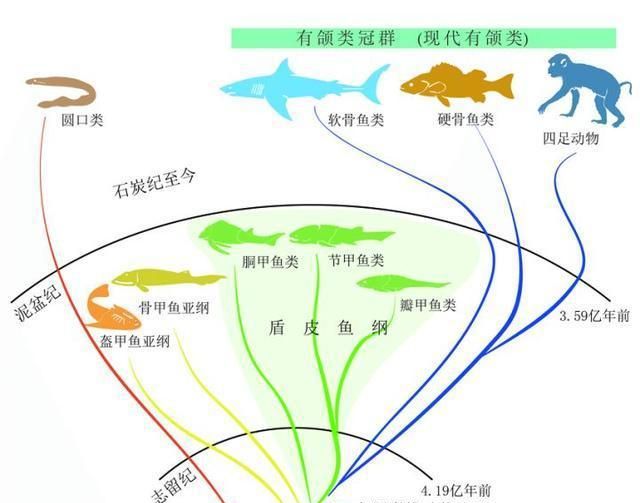 魚類進化論的爭議，歷史、現(xiàn)狀與展望，魚類進化論的爭議，歷史沿革、現(xiàn)狀審視與未來展望