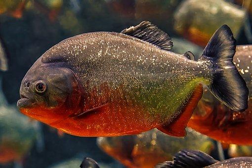 食人魚最新動態(tài)，探究其生態(tài)習性、人工飼養(yǎng)及保護意義，食人魚最新動態(tài)揭秘，生態(tài)習性、人工飼養(yǎng)與保護價值探究