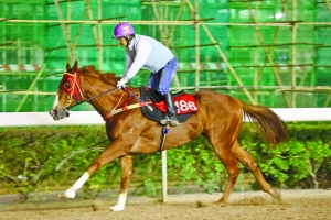 澳門特馬今晚開獎(jiǎng)，探索彩票背后的故事與期待，澳門特馬今晚開獎(jiǎng)，彩票背后的故事與期待揭秘