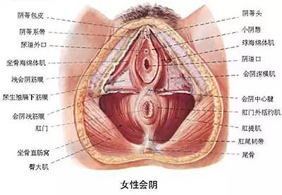 女性生殖外觀圖示各結構詳解，女性生殖器官外觀圖示與結構詳解