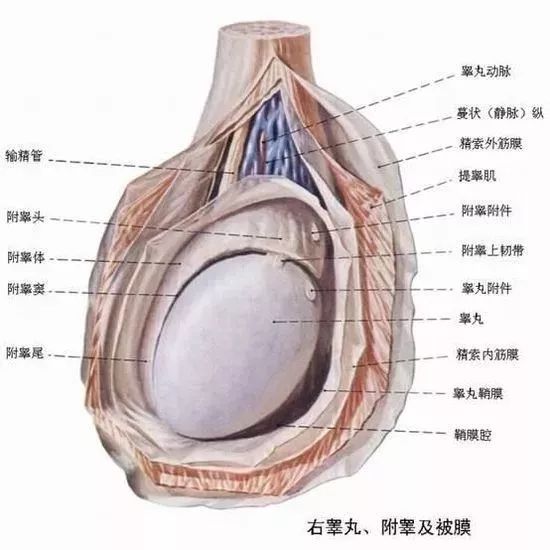 一側睪丸痛的原因及應對方法，一側睪丸痛的原因與應對方法解析