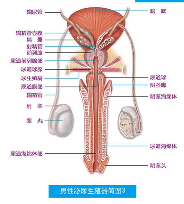 男性泌尿系統(tǒng)，功能與健康的守護(hù)，男性泌尿系統(tǒng)功能與健康守護(hù)之道