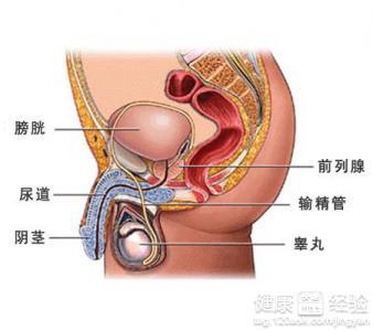 慢性前列腺炎的表現(xiàn)及其影響，慢性前列腺炎的癥狀表現(xiàn)及其影響概述