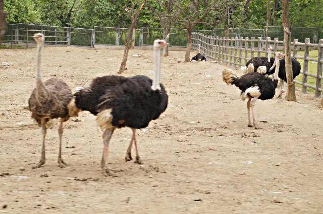 野生動(dòng)物園優(yōu)惠政策，60歲以上的老年人是否享受優(yōu)惠？，野生動(dòng)物園優(yōu)惠政策，60歲以上老年人是否享受優(yōu)惠？