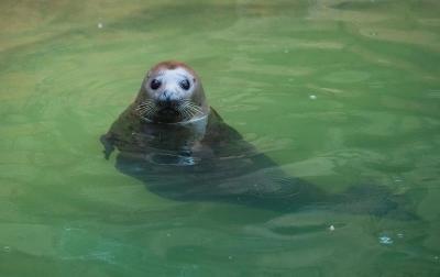 濟(jì)南野生動(dòng)物園，自然與動(dòng)物的和諧樂(lè)章，濟(jì)南野生動(dòng)物園，自然與動(dòng)物的和諧交響樂(lè)章