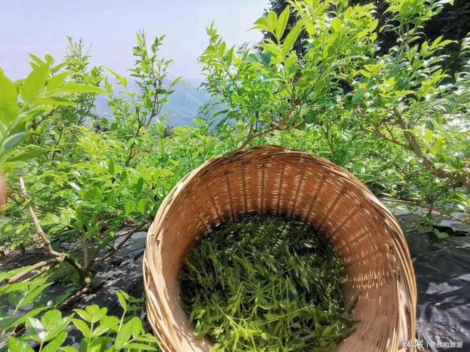 莓茶，神奇的功效與作用，莓茶，神奇功效與獨(dú)特作用揭秘