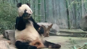 北京動(dòng)物園購票指南，能否當(dāng)天購票？，北京動(dòng)物園購票攻略，當(dāng)天購票可行性解析