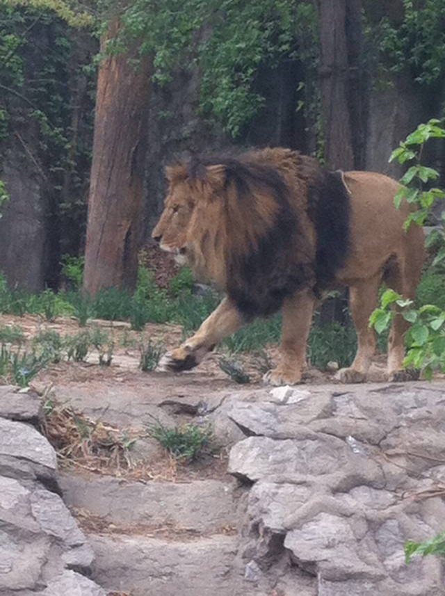 北京動(dòng)物園攻略一日游，探索動(dòng)物王國的精彩之旅，北京動(dòng)物園一日游攻略，探索動(dòng)物王國的精彩探險(xiǎn)之旅